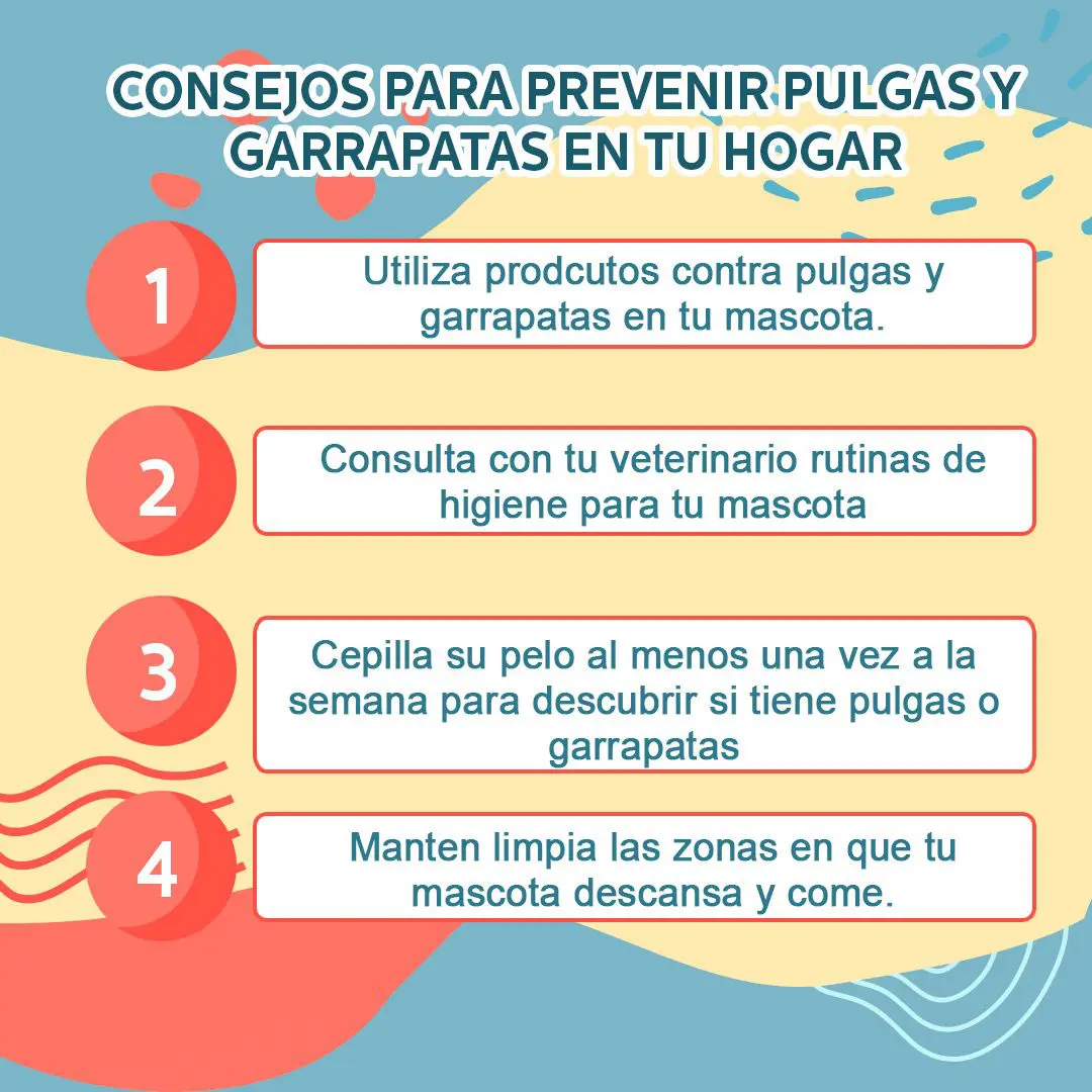 ecomascotas-3